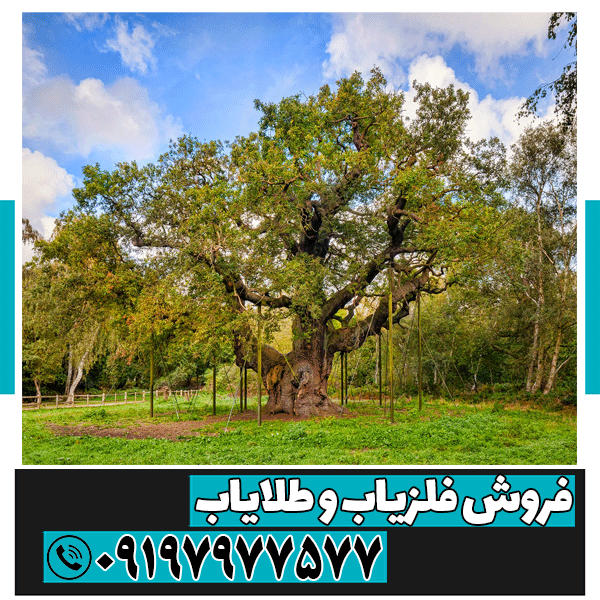 نماد درخت در گنجیابی