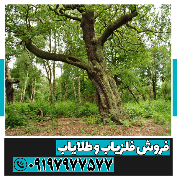 نماد درخت در گنجیابی