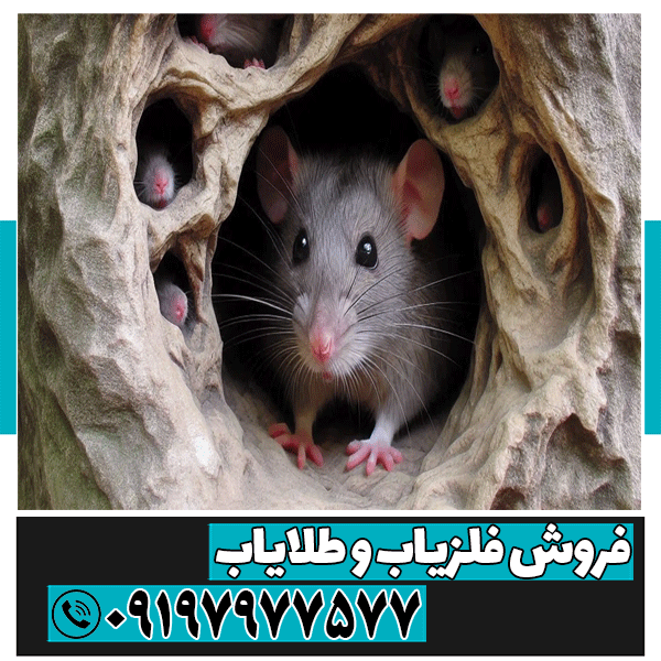 نماد موش در دفینه یابی