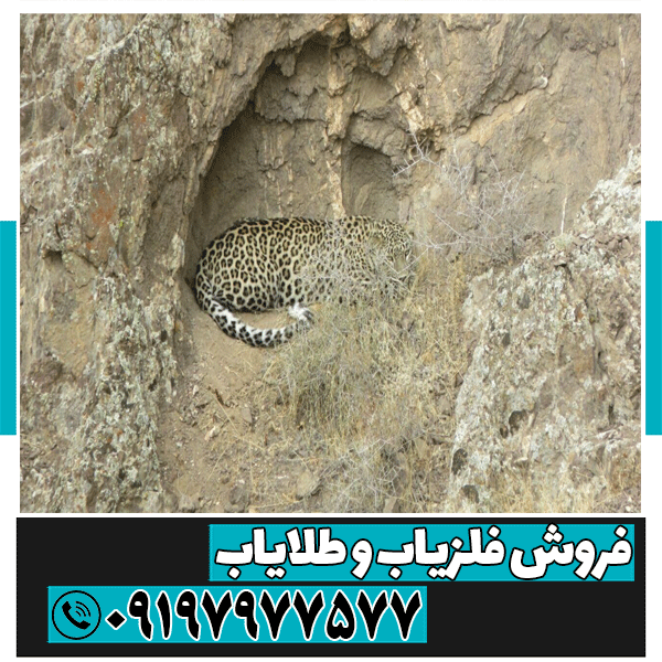 نماد پلنگ در دفینه یابی