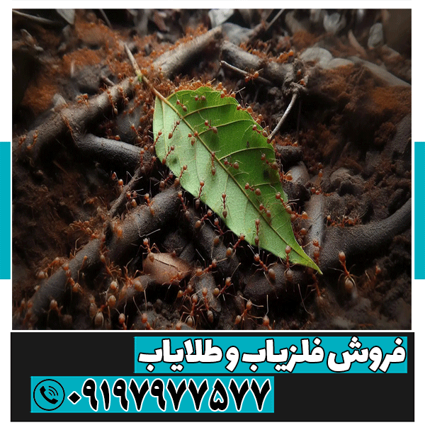نماد مورچه در دفینه یابی