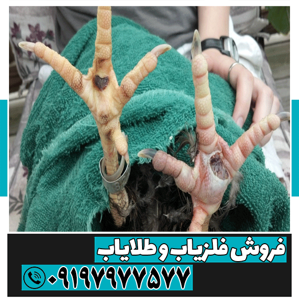 نماد پای مرغ در دفینه یابی