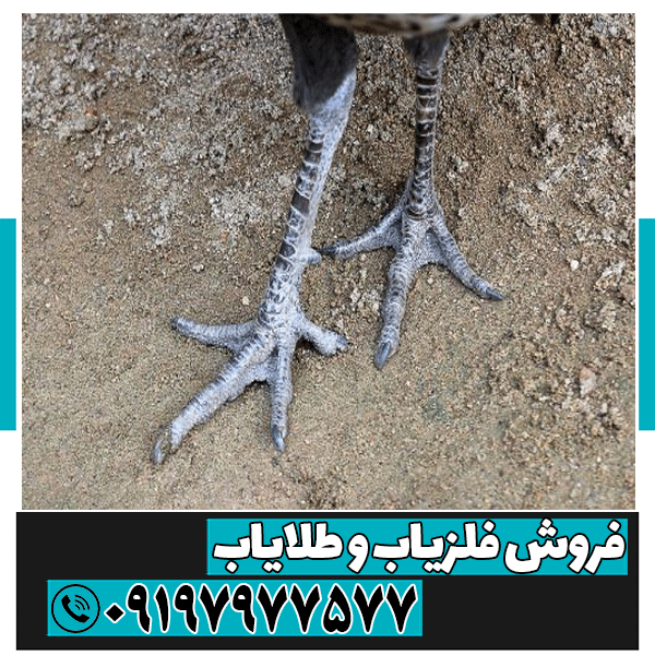 نماد پای مرغ در دفینه یابی