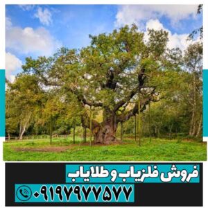 نماد درخت در دفینه یابی 