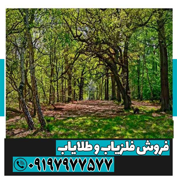 نماد درخت در دفینه یابی