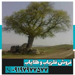 نماد درخت در دفینه یابی 